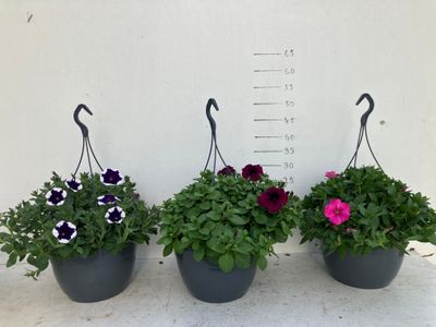 Petunia surfinia