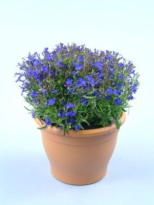 Lobelia hangpot