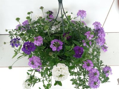 Verbena hangpot