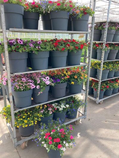 Zomerbloemenmix 