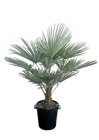 Chinese Waaierpalm