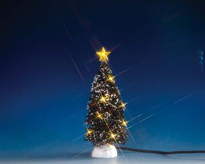 Helder licht groenblijvende boom, medium, b/o (4,5v)