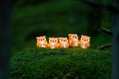 Lichtsnoer 5 acryl uilen 5m 40led warmwit voor buiten