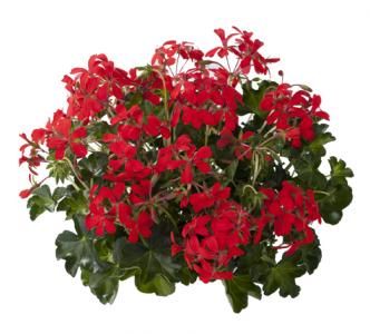 Geranium retombant p12