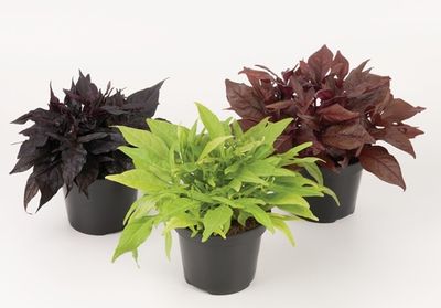 Ipomoea mixlaag p12 h25