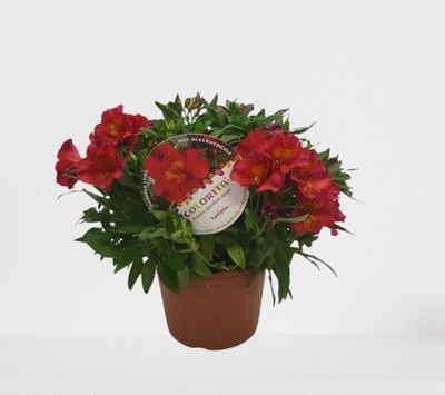 Alstroemeria p18