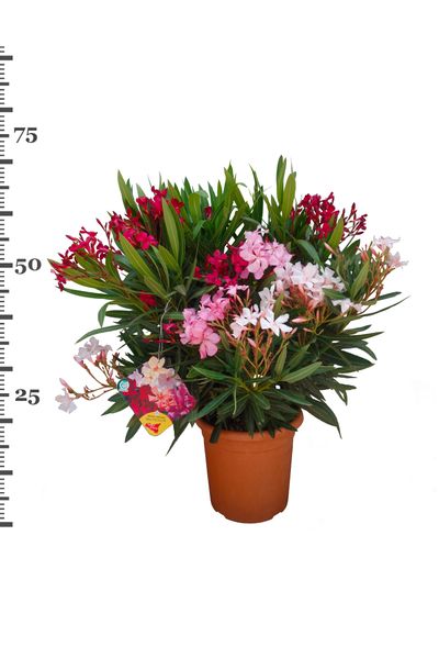 Oleander struik p22 h70