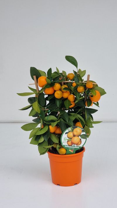 Calamondino spalliera