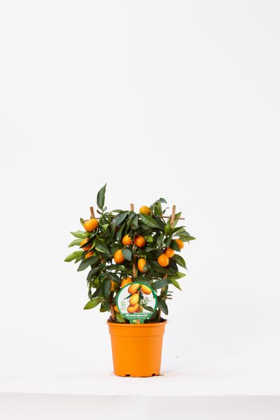 Kumquat spalliera