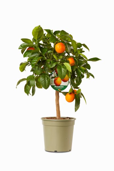 Mini citrusboom p20 h70-80