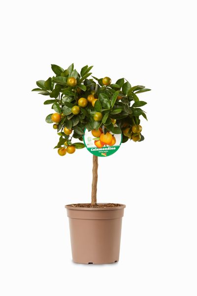 Mini citrusboom p20 h70-80