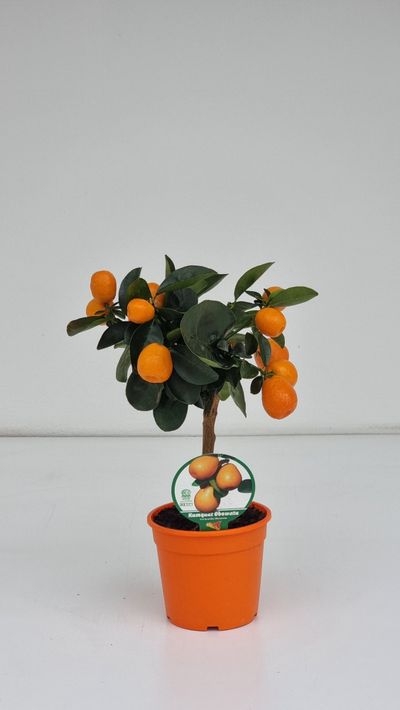 Mini citrusboom p20 h70-80