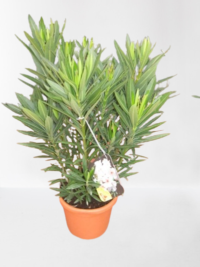 Oleander struik p22 h70