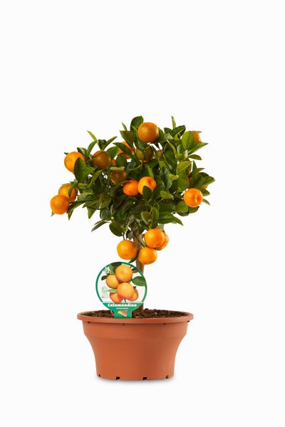 Calamondino ciotola