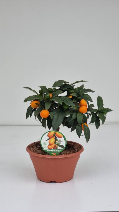 Kumquat ciotola