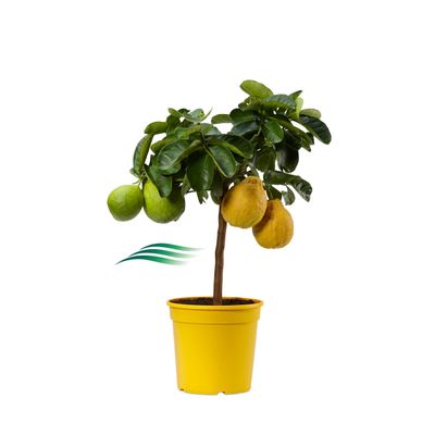 Agrume Lipo mini Albero