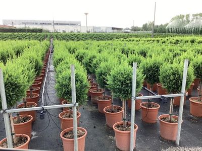 Cupressocyparis leylandii Castlewellan ( Gele leylandcypres )