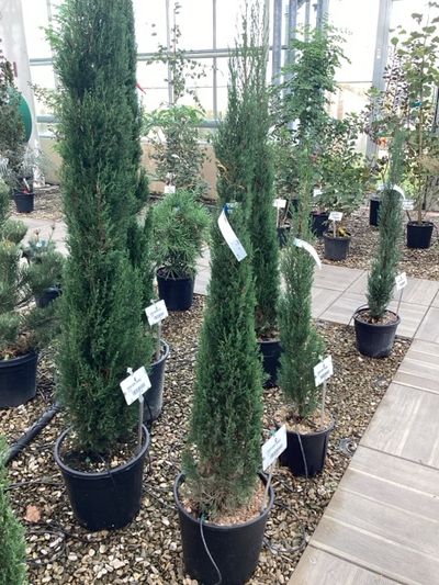 Cuprocyparis leylandii Pyramidalis