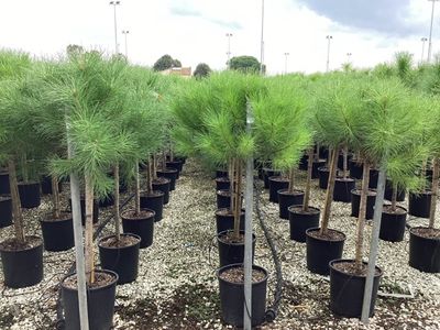 Pinus pinea ( Parasolden ) half stam