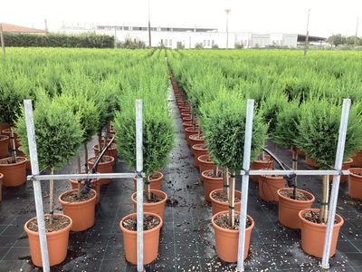 Cupressocyparis sempervirens Pyramidalis ( Italiaanse cipres ) 