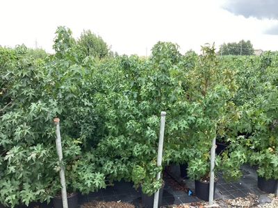 Liquidambar styraciflua ( Amberboom )