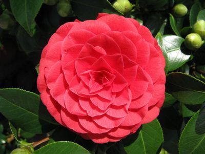 Camellia japonica Black Lace