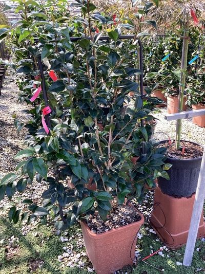  camellia japonica Black Lace lei vorm