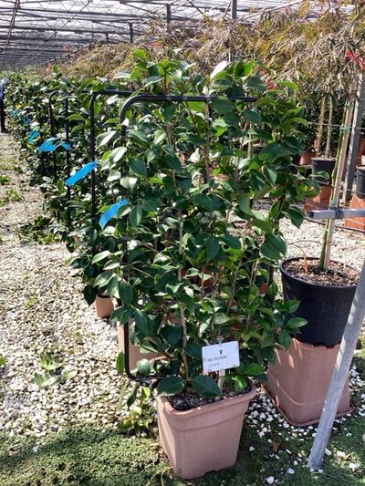 Camellia japonica Bonomiana