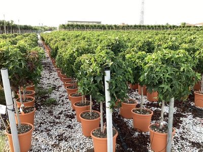 Liquidambar styraciflua Gum Ball mini stam