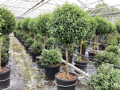 Viburnum tinus Eve Price demi-tige