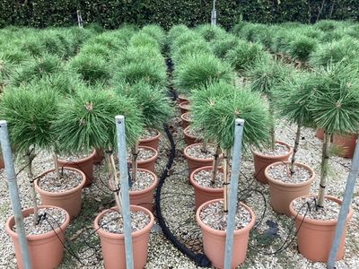 Pinus nigra Pierrick Bregeon