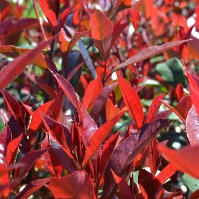 Photinia x fraseri carré rouge half stam