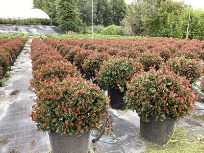 Photinia fraseri Little Red Robin 