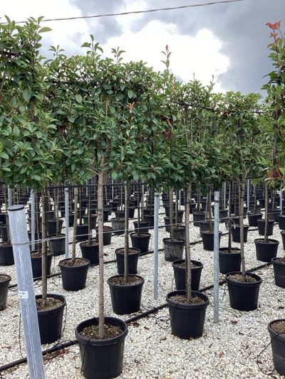 Photinia serru red robin demi-tige