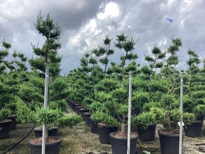 Cupressocyparis leylandii Castlewellan Gold bonsai