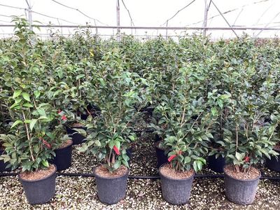 Camelia japonica Black Lace