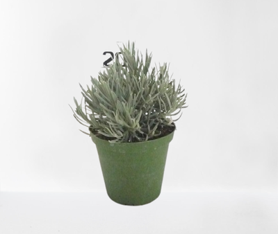 Lavendel struik in pot 