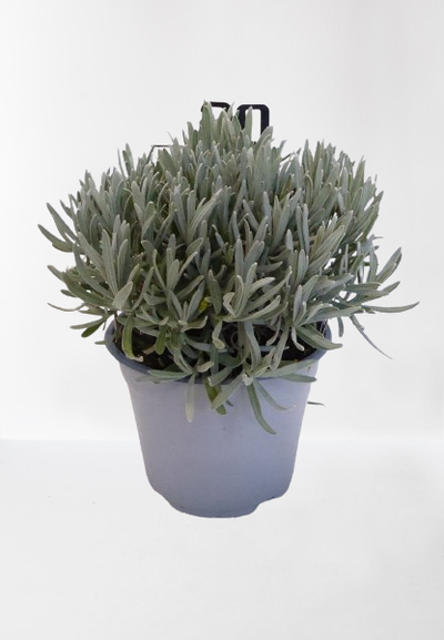 Lavendel struik in pot 