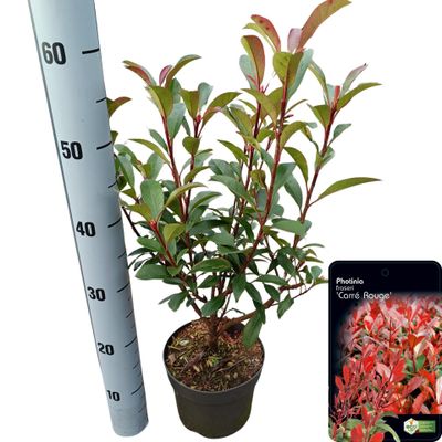 Photinia fraseri 'Carré Rouge' 