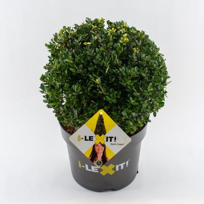 Ilex of hulst bol 30cm