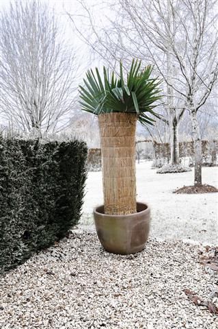 Paillon en paille 1x1,50m riz cousue