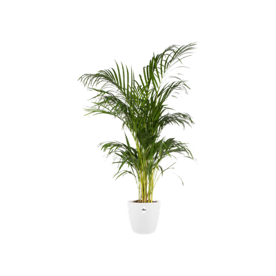 Rond 30cm