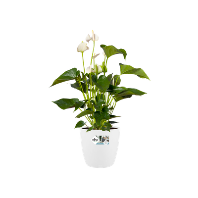 Rond 30cm