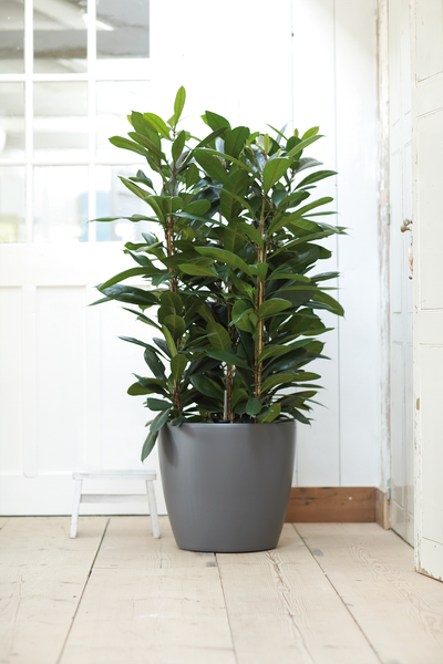 Rond wielen 47cm