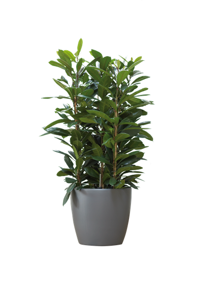 Rond wielen 47cm