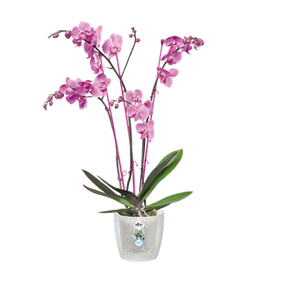 Diamond orchidee 12,5cm