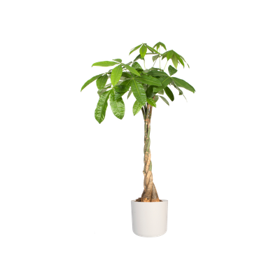 SOFT ROND 14CM WIT