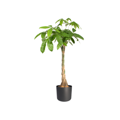 SOFT ROND 16CM ANTRACIET