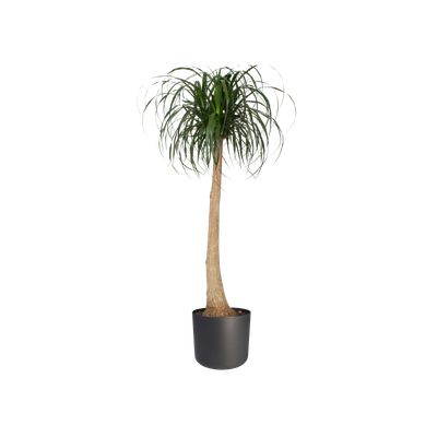 SOFT ROND 30CM ANTRACIET