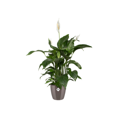 Diamond orchidee hoog 20cm